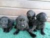 Puppies for sale Greece, Athens Labrador