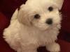 Puppies for sale Spain, Barcelona Maltese