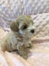 Puppies for sale Portugal, Lisbon , maltipoo  