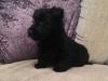 Puppies for sale Finland, Helsinki Scotch-terrier
