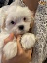 Puppies for sale Cyprus, Nicosia , MALSHI