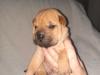 Puppies for sale Spain, Madrid Shar Pei