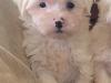 Puppies for sale Germany, Dusseldorf Yorkshire Terrier