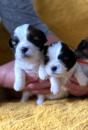Puppies for sale Cyprus, Ayia Napa Lhasa Apso