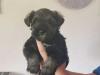 Puppies for sale Belgium, Antwerp Other breed, Miniature Schnauzer |
