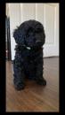 Puppies for sale Netherlands, Maastricht Miniature Poodle