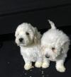 Puppies for sale Bulgaria, Sofia, Blagoevgrad Poodle, toy poodle