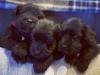 Puppies for sale Netherlands, Enschede Other breed, Miniature Schnauzers