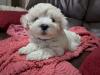 Puppies for sale Cyprus, Paphos Maltese