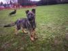 Puppies for sale Germany, Wurzburg German Shepherd Dog
