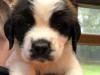 Puppies for sale Germany, Cottbus , Saint Bernard Puppies