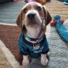 Puppies for sale Belgium, Brussels Beagle