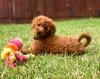 Puppies for sale Belgium, Brussels Toy-poodle