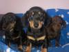 Puppies for sale Malta, Valletta Dachshund