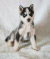 Puppies for sale Spain, Navarra Haski