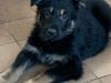 Puppies for sale Latvia, Riga German Shepherd Dog