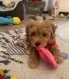 Puppies for sale Belgium, Gant , Cavapoo