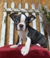 Puppies for sale Malta, Valletta Boston Terrier