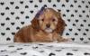 Puppies for sale Portugal, Braga , Cockapoo
