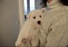 Puppies for sale Finland, Helsinki Haski
