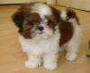 Puppies for sale Canada, Saskatchewan Shih Tzu