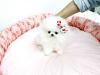 Puppies for sale Cyprus, Nicosia Pomeranian Spitz