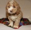 Puppies for sale Germany, Mainz , Cockapoo