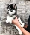 Puppies for sale Hungary, Budapest , Pomsky Puppies