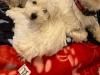 Puppies for sale Spain, Madrid , westipoo