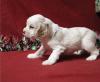 Puppies for sale Belgium, Brussels , Cocker Spaniel