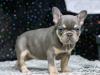 Puppies for sale Malta, Valletta French Bulldog