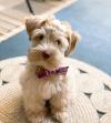 Puppies for sale Belgium, Liege Mittelshnautser