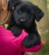 Puppies for sale Cyprus, Paphos Labrador