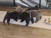 Puppies for sale Cyprus, Nicosia Shar Pei