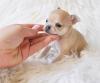 Puppies for sale Italy, Monza Chihuahua
