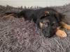 Puppies for sale Netherlands, Hurley German Shepherd Dog