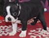 Puppies for sale Netherlands, Amsterdam Boston Terrier