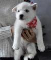Puppies for sale Sweden, Stockholm Haski
