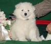 Puppies for sale Sweden, Stockholm Samoyed dog (Samoyed)