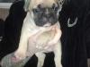 Puppies for sale Cyprus, Limassol French Bulldog