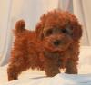 Puppies for sale United Kingdom, Southport Toy-poodle