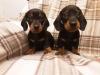 Puppies for sale Germany, Cottbus Dachshund