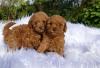 Puppies for sale Germany, Stuttgart Poodle