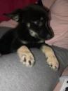 Puppies for sale Belgium, Gant German Shepherd Dog