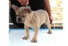 Puppies for sale Germany, Aihvald French Bulldog