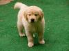 Puppies for sale Germany, Munich Golden Retriever