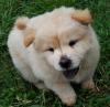 Puppies for sale Turkmenistan, Ashgabat Chow Chow