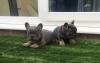 Puppies for sale Germany, Aihvald French Bulldog