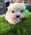 Puppies for sale Germany, Munich Maltese