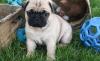 Puppies for sale Germany, Munich Pug